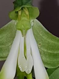 Image result for Bonatea antennifera