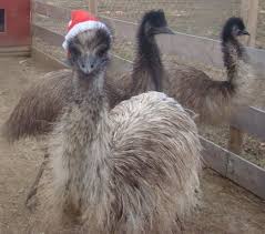 Christmas Emus Animals Emu Goat Pen