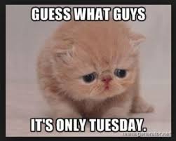 Nothing ruins your friday than realising it is only tuesday. 100 Funny Tuesday Memes Pictures Images For Motivation