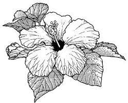 30 Hibiscus Black And White Tattoos Hibiscus Flower Tattoos Hibiscus Tattoo Hibiscus Flower Drawing