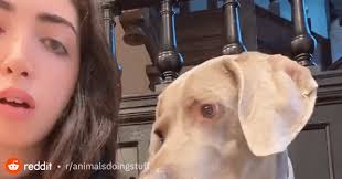 I know for a fact my boy have taken off with that steak before the camera  even turned on. Who else has beags that would utterly fail this test? :  r/beagles