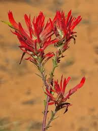 Image result for Buchnera nigricans