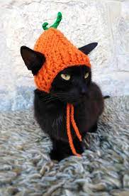 Pumpkin Hat For Cat Pumpkin Pet Costume Halloween Costume Etsy Cat Halloween Costume Cat Costumes Hats For Cats