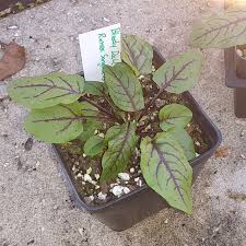 Keep the plants moist at all times. Bloody Dock Plants With A Purpose