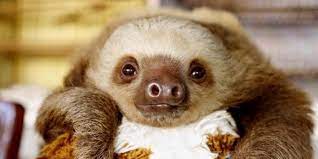 Twerking Baby Sloths Video Sloth Gif Cute Sloth Pictures Baby Sloth Pictures