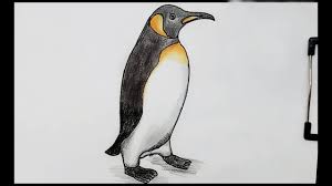 Its scientific name is aptenodytes forsteri. Draw A Penguin Novocom Top