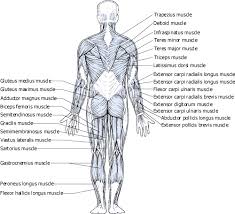 When the name of a muscle is based on the attachments. How The Muscles Are Named