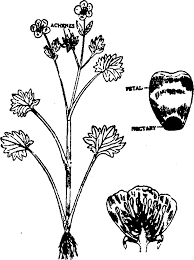Ranunculaceae Family Floral Formula Characters Importance Biology Boom