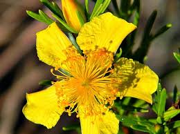 Image result for Hypericum peplidifolium