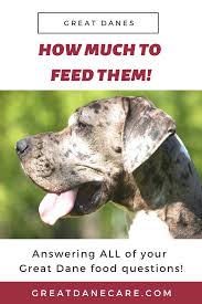 The best dog food brands for great dane. How Much Should A Great Dane Eat Great Dane Puppy Great Dane Dane Puppies