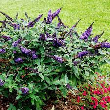 We did not find results for: Pugster Blue Butterfly Bushes For Sale Online The Tree Center