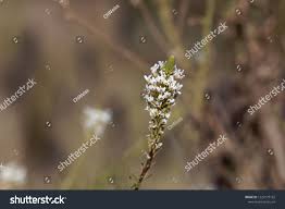 Image result for Hebenstretia angolensis