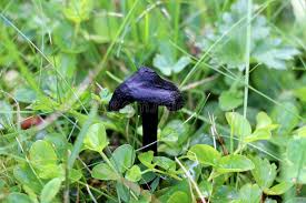 Oder es bilden sich geldstückgroße flecken, wie beispielsweise bei. Schwarzer Pilz Oder Pilz Im Grunen Gras Stockbild Bild Von Outdoor Nave 135391401