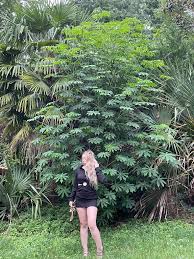 Image result for Manihot grahamii