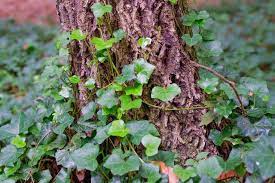How To Propagate Ivy Plants Hunker Ivy Plants Plants Propagating Plants