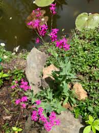 Image result for Senecio urundensis