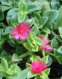 Baby Sun Rose Aptenia Cordifolia Non Native What S The Best Groundcover For Hot Hot Sun M Rose Plant Care Potted Plants For Shade Butterfly Garden Plants