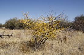 Image result for Acacia nebrownii