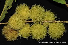 Image result for Rinorea angustifolia