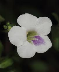 Image result for Asystasia malawiana