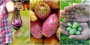 35 exotic fruits you should try at least once. Top 12 Unusual Fruit And Vegetables Gardenpicsandtips Com