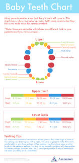 Baby Teeth Chart Ascension Blog