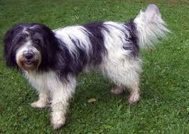 Dutch Schapendoes Dog Breed Description And Characteristics Rare Dog Breeds Dog Breeds Dogs