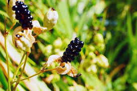 A unique plant that has leaves like an iris, flowers like a lily and fruit that looks like a blackberry (but is not edible). Hd Wallpaper Black Berries Of The Spent Flowers Of An Ornamental Plant Iris Domestica Commonly Known As Leopard Lily Blackberry Lily And Leopard Flower Wallpaper Flare