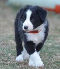 Meet our handsome boys and beautiful girls. Beautiful Akc Border Collie Puppies For Sale In San Antonio Texas Classified Americanlisted Com