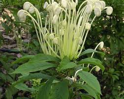 Image result for Clerodendrum incisum