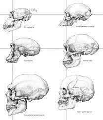 97217e76a4b93933c47ab681b25bcc88 Gif 650 753 Evolution Art Human Evolution Human Fossils