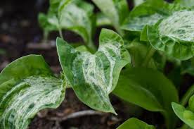 Hosta Alley Oop Hostas Plant Leaves Plants