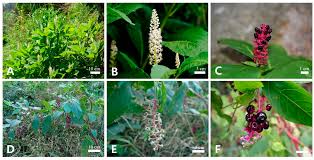 Image result for Phytolacca