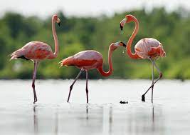 Radia published december 29, 2020. D Ou Vient La Couleur Des Flamants Roses Reponse A Tout