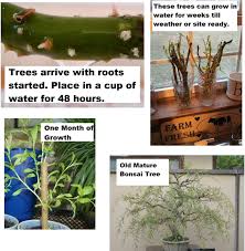 You should know that almost all the parts that you cut from the cactus can be salvageable except the stems or cuttings will root if you place them on a suitable substrate. Amazon Com Bonsai Australian Willow Tree Cutting Large Thick Trunk Root Stock One Live Indoor Outdoor Bonsai Tree Shipped Bare Root No Pot Or Soil Included Garden Outdoor