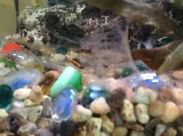 Technically you can just take them out and brush it off as best you can and put it back in. I Have White Algae Growing In My Aquarium How Can I Get Rid Of It I Have My Aquarium Club