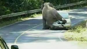 The company was founded in 1991 and is apart of the admiral group. See Video Of Wild Elephant Climbing On Car In Thailand Abc News