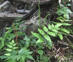 Image result for Anemiaceae