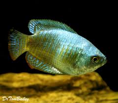 Male neon blue dwarf gourami within the wild have diagonal stripes of alternating blue and crimson colors; Premium Female Young Neon Blue Dwarf Gourami