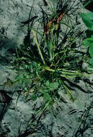 Image result for Cyperus amauropus