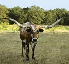 Breeds Texas Longhorn The Cattle Site