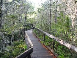 We only got a taste of it but it was a real stunner. Pygmy Forests Offer A Surprise Save The Redwoods League