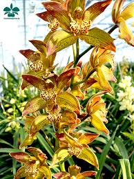 Neu Im Shop Exotische Blumen Orchideen Garten Orchideen