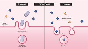 Cell structure and function photosynthesis cellular respiration cell growth and division. Endocytosis And Exocytosis Differences And Similarities Technology Networks