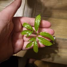 Image result for Amorphophallus abyssinicus