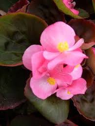 Image result for begonia semperflorens