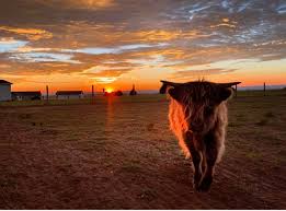 פרופיל של ‏‎RoRo's Ranch‎‏‎