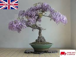 Image result for Bolusanthus