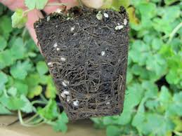 Check spelling or type a new query. Black Root Rot On Pericallis Nc State Extension