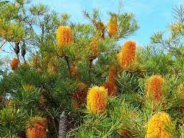 Flowers Native Flora Banksia Free Photo On Pixabay